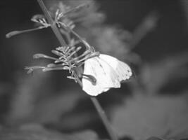 Butterfly close view macro background, butterflies in their natural habitat black and white grayscale background photo