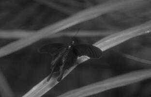 Butterfly close view macro background, butterflies in their natural habitat black and white grayscale background photo