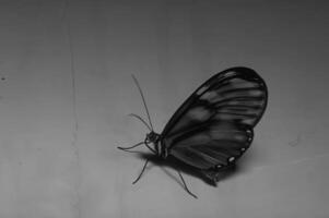 Butterfly close view macro background, butterflies in their natural habitat black and white grayscale background photo