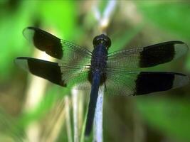 Dragonfly in its natural habitat close view background photo