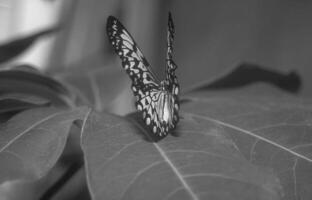 Butterfly close view macro background, butterflies in their natural habitat black and white grayscale background photo
