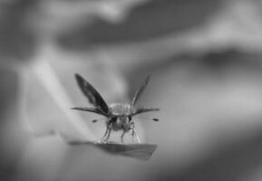 Butterfly close view macro background, butterflies in their natural habitat black and white grayscale background photo