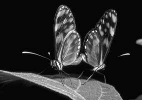 Butterfly close view macro background, butterflies in their natural habitat black and white grayscale background photo