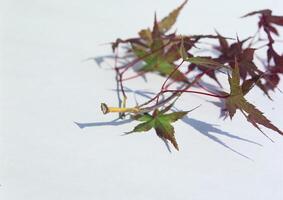 Leaves close view background. Leaf shape photo