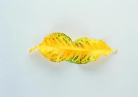 Leaves close view background. Leaf shape photo