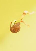 Leaves close view background. Leaf shape photo