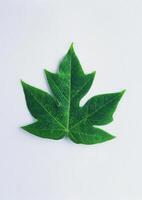 Leaves close view background. Leaf shape photo