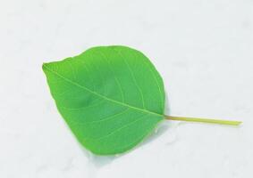 Leaves close view background. Leaf shape photo