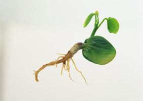Leaves close view background. Leaf shape photo