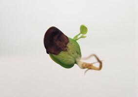 Leaves close view background. Leaf shape photo