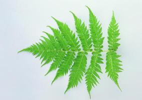 Leaves close view background. Leaf shape photo