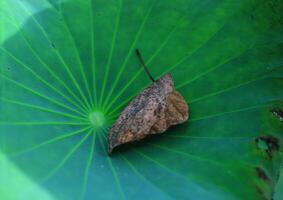 Leaves close view background. Leaf shape photo