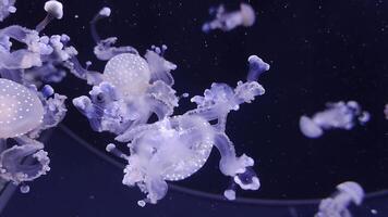 Jellyfish close view background, marine life photo