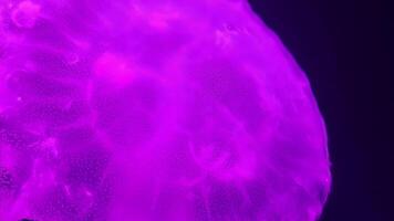 Jellyfish close view background, marine life photo