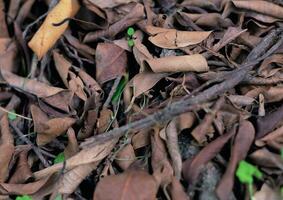 Leaves close view background. Leaf shape photo