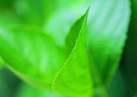 Leaves close view background. Leaf shape photo