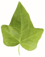 Flower leaf shape isolated over solid background. Flower leaves clipart photo