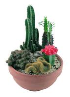 Cactus in a pot close view, potted cactuses isolated over white background photo