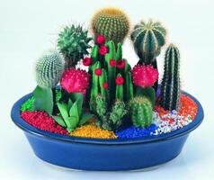 Cactus in a pot close view, potted cactuses isolated over white background photo