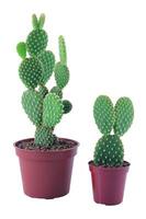 Cactus in a pot close view, potted cactuses isolated over white background photo