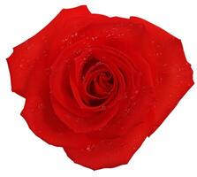 Rose flower isolated over solid background close view photo