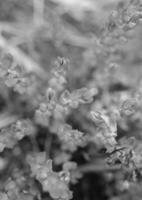 Bright nature background, flora and plants black and white grayscale photo