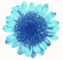 Flower shape isolated over solid background. Flower close view clipart template photo