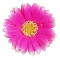 Flower shape isolated over solid background. Flower close view clipart photo