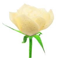Rose flowers isolated over solid background clipart photo