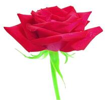 Rose flower isolated over solid background close view photo