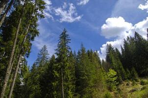 Forest in the mountains photo