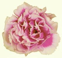 Flower shape isolated over solid background. Flower close view clipart template photo