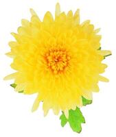 Flower shape isolated over solid background, flowers clipart photo