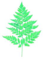 Flower leaf shape isolated over solid background. Flower leaves clipart photo