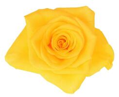 Rose flower isolated over solid background close view photo