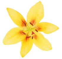Flower shape isolated over solid background, flowers clipart photo