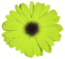 Flower shape isolated over solid background. Flower close view clipart template photo