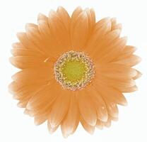Flower shape isolated over solid background. Flower close view clipart template photo