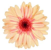 Flower shape isolated over solid background. Flower close view clipart photo
