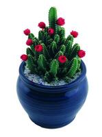 Cactus in a pot close view, potted cactuses isolated over white background photo
