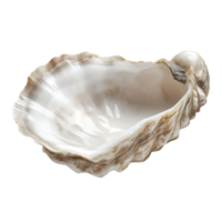 Detailed Close-up of Oyster Shell for Culinary and Educational Use on transparent background png
