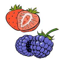 An Exquisite Illustration Featuring Fresh Strawberries and Blackberries Together. vector