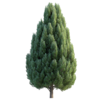 Symmetrical Conical Evergreen Tree png