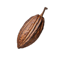 Cocoa pod with textured surface and rich brown color on transparent background png