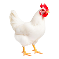 White Hen with Bright Red Comb Standing Proudly png