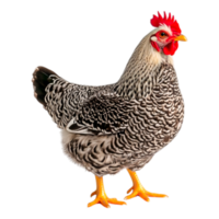 Striking Hen with Unique Feather Patterns png