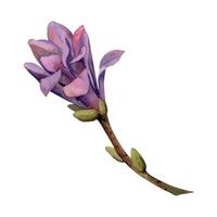 Spring magnolia flower, mauve camelia tree bush buds on branch, exotic isolated botanical illustration hand drawn in watercolor. Single element object for wedding bouquet, florist shop, stationery. vector