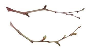 Tree, berry or bush branch twig with no leaves hand drawn in watercolor, early spring, late autumn or winter, brown bark, buds. Botanical illustration element isolated on white. Wedding, florist shop. vector