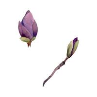 Spring flower, mauve magnolia camelia tree bush buds on branch, exotic isolated botanical illustration hand drawn in watercolor. Single element object for florist shop, stationery, wedding bouquet. vector