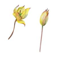 Spring bulb flower, red and yellow tulip crocus saffron with stem, botanical illustration hand drawn in watercolor, isolated on white. Single element object. Wedding bouquet, florist shop, stationery. vector